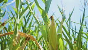 Close-up of ripe corn cob growing on the plant in a summer field under clear blue sky. 4K with selective focus. - Powered by Shutterstock - Get 15% off with code: PIKWIZARD15