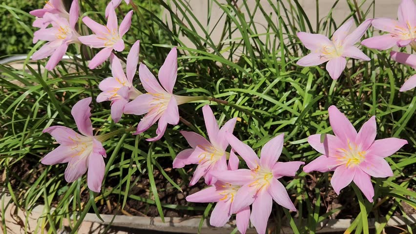 Pink flowers are known as Rain Lilies (Zephyranthes), a type of plant that quickly blooms after rainfall or heavy watering in warm climates