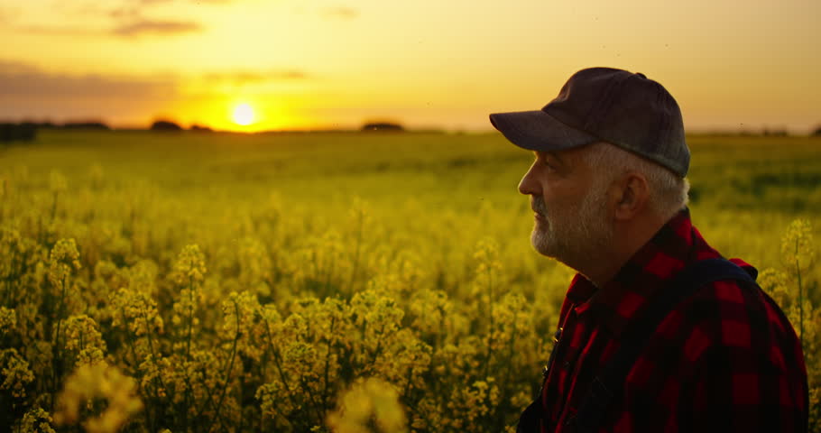 Tired Old Farm Worker Walking Alone In Farmland With Blooming Rape, Fascinating Sunset In Farmland