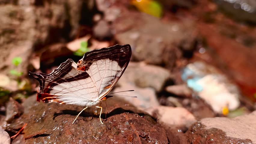 A "Straight Line Map-Wing" butterfly is puddling in a moist, clear stream. Its beautiful white wings are adorned with black stripes and orange spots. The butterfly species, scientifically known as "Cyrestis nivea," belongs to the Nymphalidae family and subfamily Cyrestinae.