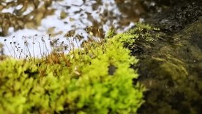A vibrant, close-up view of bright green moss growing on a damp surface, featuring tiny sporophytes reaching upwards, with a blurred watery background. - Powered by Shutterstock - Get 15% off with code: PIKWIZARD15