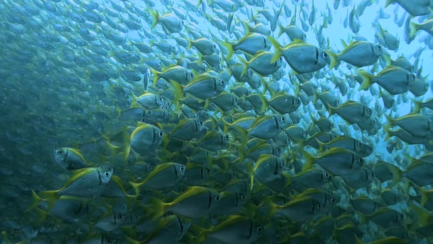 Slow motion video of a dense school of fish swimming together in the clear waters of Sydney, Australia. The footage captures the synchronized movement of the shimmering silver and yellow fish in their