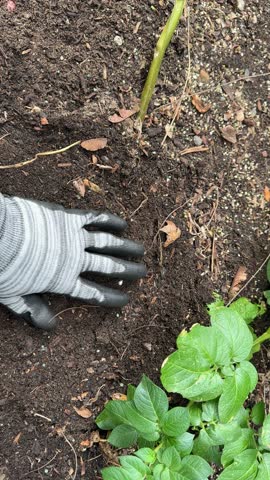 Gloved hand unearthing raw potato in home garden for harvest season in late summer 