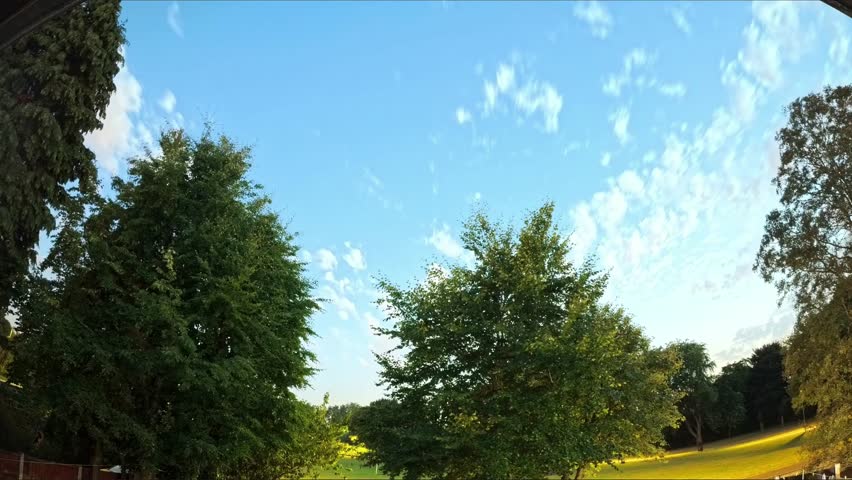 Moonlit clouds pass over park trees as moon emerges from behind conifer during starry night