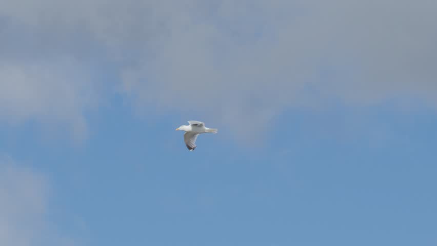 A single seagull soars smoothly across a partly cloudy sky, captured in daylight with steady camera movement and a wide, natural perspective