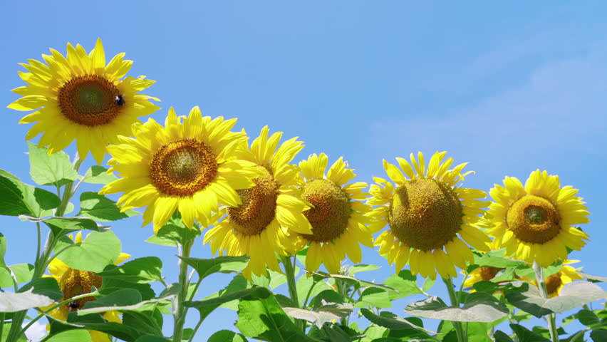 Sunflowers Blooming in Sunny Summer Field