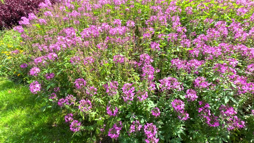 A camera slowly pans over vibrant pink flower beds in a landscaped Berlin park on a sunny day, highlighting lush greenery and colorful blooms