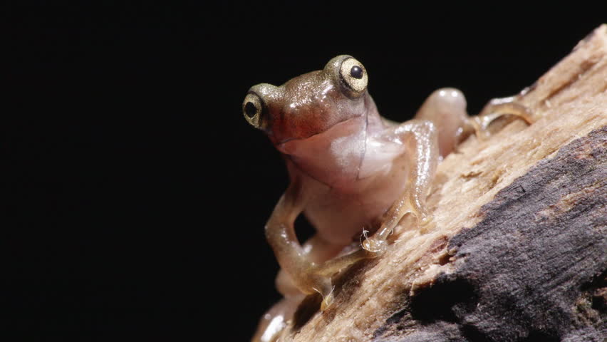 Studio Shot, Young Forest Green Tree Frog (Rhacophorus arboreus) Resting on Dead Tree