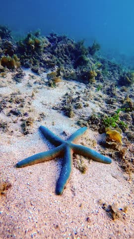 Starfish on Phu Quy Island