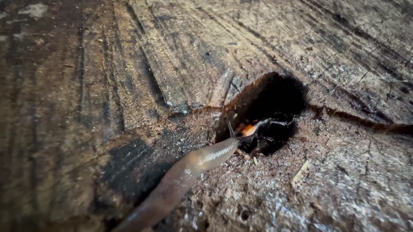 Burying beetles (Nicrophorus marginatus) and Black-headed slug (Krynickillus melanocephalus) looking for a piece of rotting meat