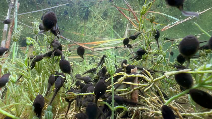 Underwater view of Common toad (Bufo bufo) tadpoles swimming around. Estonia.