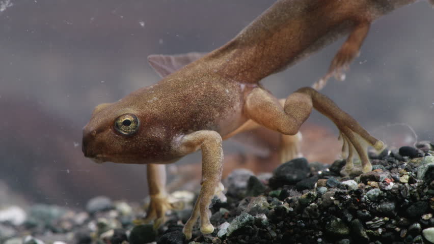 Close Up Shot of Tadpole (Forest Green Tree Frog, Rhacophorus arboreus) in Water