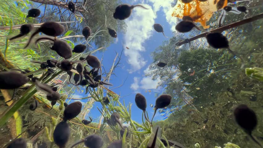 Underwater upward view of Common toad (Bufo bufo) tadpoles swimming around. Estonia.