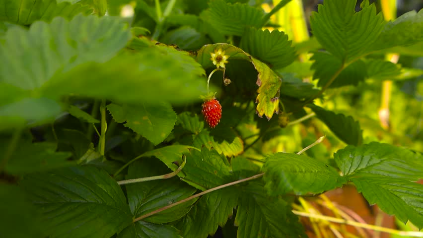 Close up footage of wild red colored strawberry haning on a green leafy bush in a sunny summer garden or a forest during day time. leaves have beautiful textures and veins visible on them.