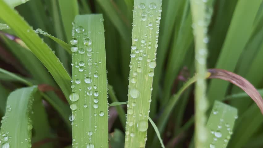 Close-up of rain droplets aligned on a lemon grass's surface, glowing softly under daylight, showcasing nature’s refreshing embrace