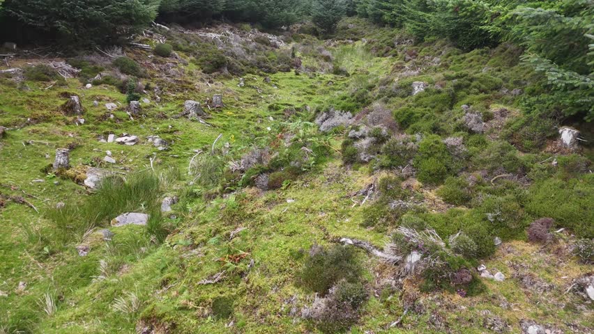 Camera glides forward over a mossy, deforested hillside in the Scottish Highlands, revealing scattered tree stumps, lush undergrowth, and overcast natural lighting