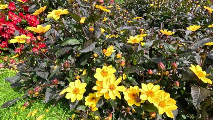 A bee moves among vibrant yellow Turnera ulmifolia flowers in a sunlit garden, with lush foliage and colorful blooms, captured in steady close-up