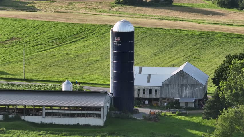 Cows in barn of farmstead with American Silo storage. Aerial view. Sunny day in rural countryside neighborhood of America.