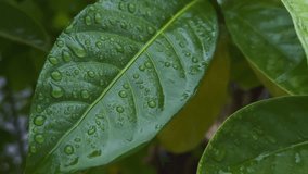 Closeup of vibrant green leaf of a Gardenia plant adorned with numerous glistening water droplets evoking a sense of natural beauty and recent rain or morning dew. - Powered by Shutterstock - Get 15% off with code: PIKWIZARD15