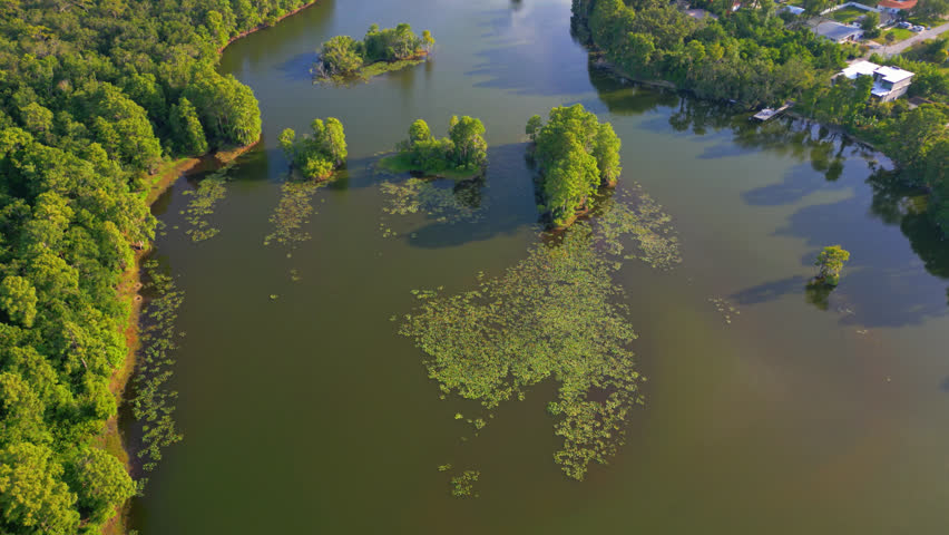 Green Swamps Of The Hillsborough River Near Tampa In Florida, United States. Aerial Drone Shot