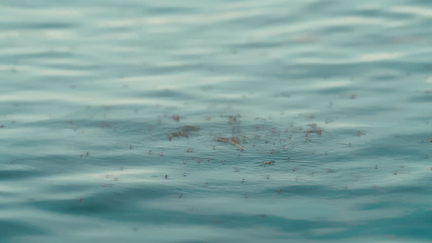 Extreme slow motion of flies hovering and darting above water surface, ripples and reflections in soft light