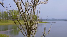 The grass petals withered and fell, scattering all over the ground. - Powered by Shutterstock - Get 15% off with code: PIKWIZARD15