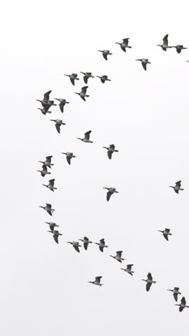A wide flock of white geese flies in formation through a cloudy, gray sky. Static camera captures their synchronized movement in soft, diffuse daylight