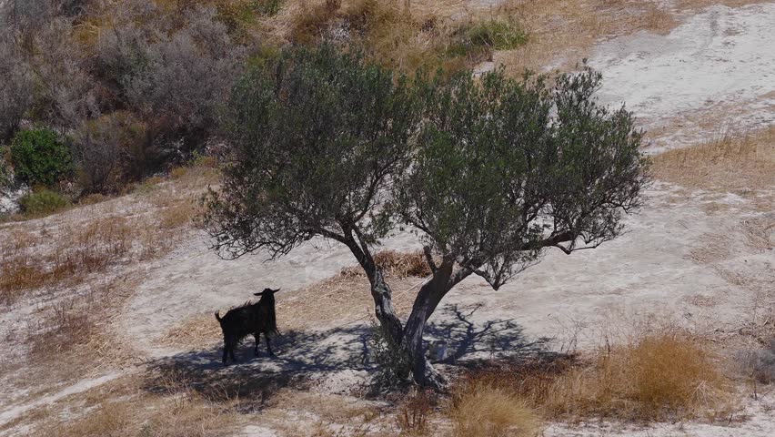 A black goat moves slowly near a solitary tree in the White Kamolithi mountains, Crete. The dry, rocky terrain features sparse vegetation and white soil.