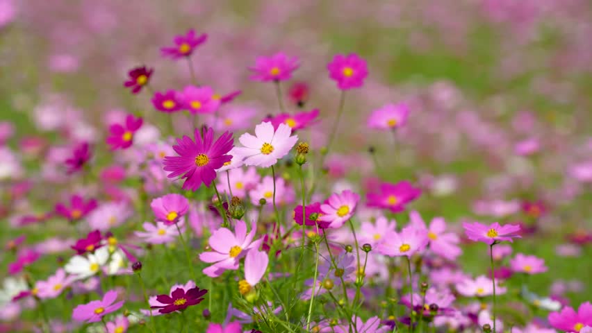 A lush field bursting with vibrant cosmos flowers in shades of pink and purple, each bloom featuring a bright yellow center. The flowers sway gently among green stems and leaves.