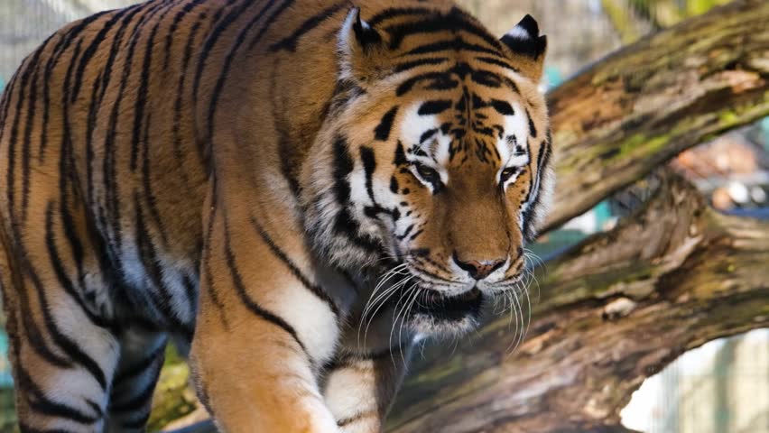 Close-up footage of a majestic tiger walking gracefully, showcasing its vibrant orange coat, bold black stripes, and contrasting white fur around the face and neck.