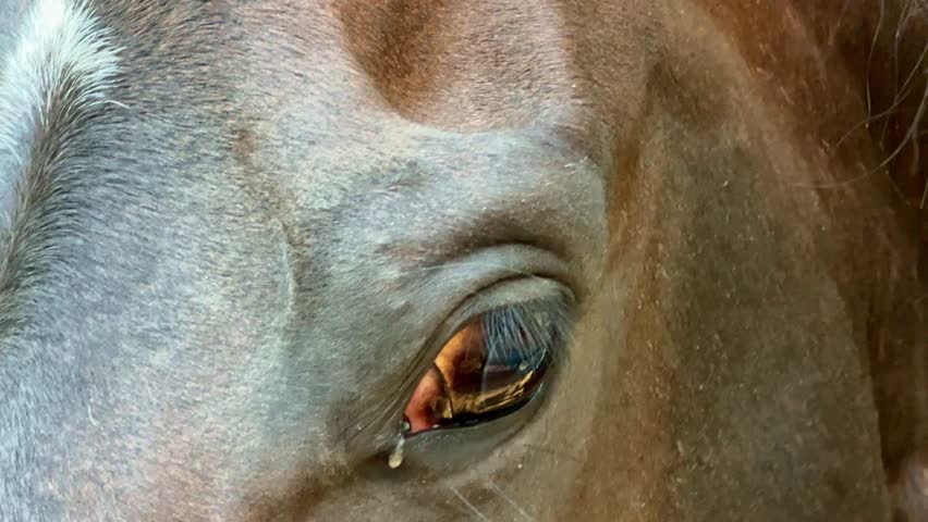 Close-up view of a horse’s eye, showcasing the animal’s detailed skin texture, fine hair, and calm expression, highlighting the beauty and grace of equine features.