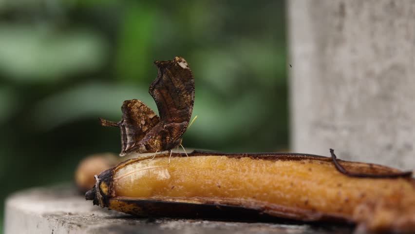 Tiger Leafwing Butterfly resting on a rotten banana