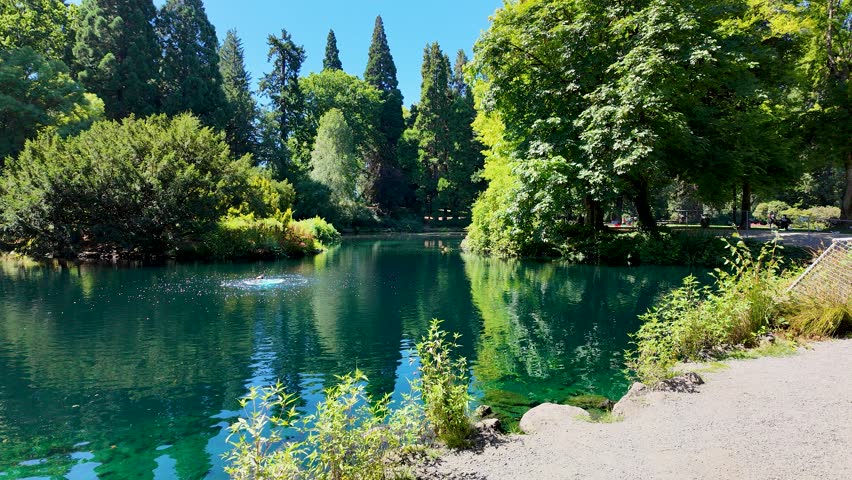 Peaceful nature scenes of Laurelhurst Park in Portland Oregon, USA, with green lake, trees, paths, and summer greenery, captured on a pocket camera with gimbal stabilizer for 4K smooth motion footage.