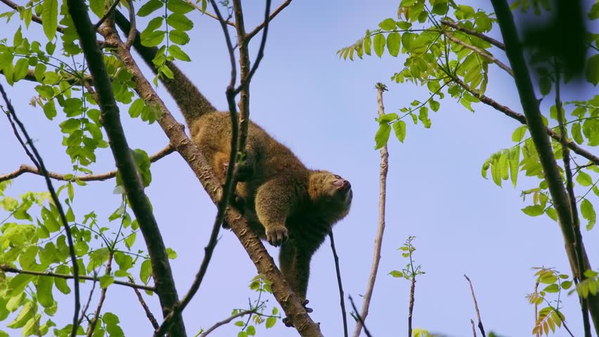 Sulawesi bear cuscus, also Sulawesi bear phalanger Ailurops ursinus, cute arboreal marsupial in Phalangeridae endemic to Sulawesi, tropical moist lowland forest, diurnal, folivorous, in the tree