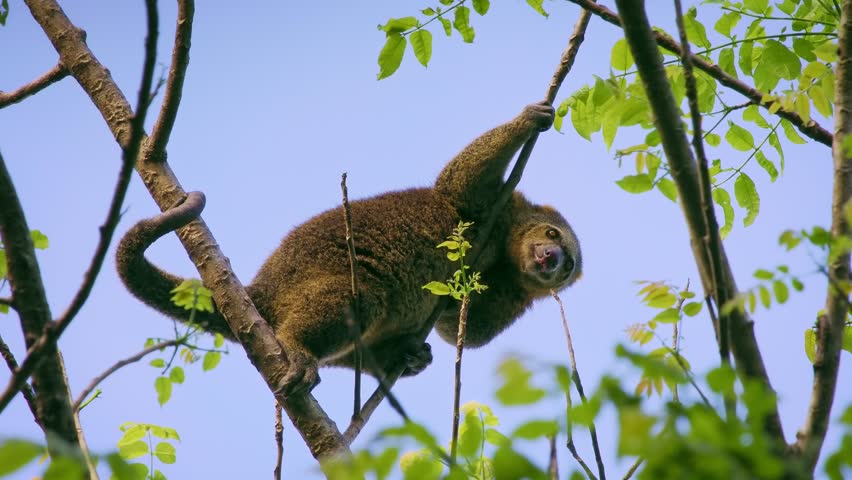 Sulawesi bear cuscus, also Sulawesi bear phalanger Ailurops ursinus, cute arboreal marsupial in Phalangeridae endemic to Sulawesi, tropical moist lowland forest, diurnal, folivorous, in the tree