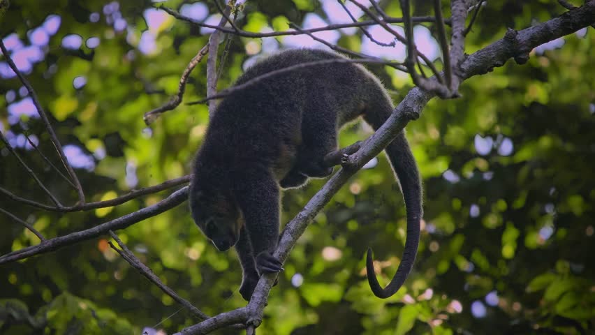 Sulawesi bear cuscus, also Sulawesi bear phalanger Ailurops ursinus, cute arboreal marsupial in Phalangeridae endemic to Sulawesi, tropical moist lowland forest, diurnal, folivorous, in the tree