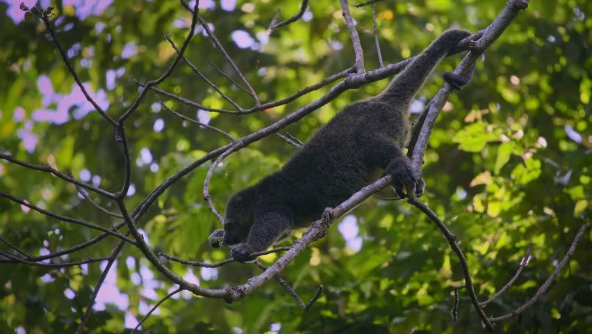 Sulawesi bear cuscus, also Sulawesi bear phalanger Ailurops ursinus, cute arboreal marsupial in Phalangeridae endemic to Sulawesi, tropical moist lowland forest, diurnal, folivorous, in the tree