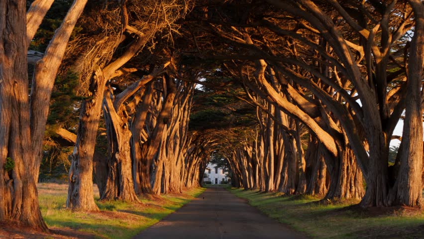 Tree-lined path forming a tunnel, leading toward the historic Wormsloe site in Savannah, Georgia. The warm glow of sunset highlights the gnarled branches and natural beauty of the scene
