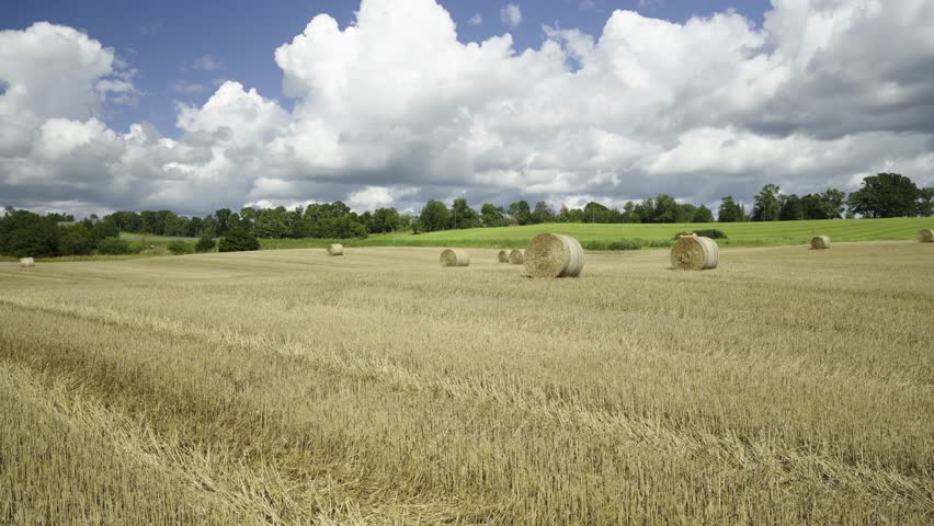 Panorama of agricultural fields on a sunny summer day. Mown grain and compressed round haystacks on the hills. Latvia