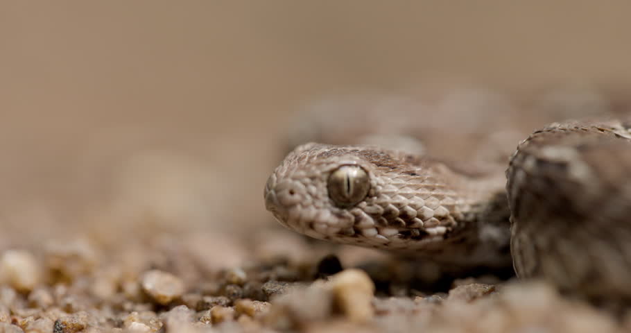 Closeup of Saw-Scaled Viper snake – Detailed View of Scales and Vertical Pupil, highly venomous