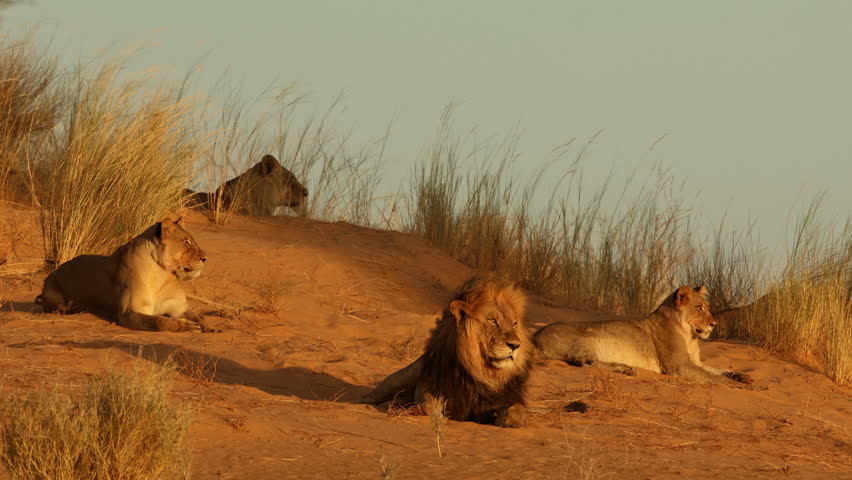 An African lion (Panthera leo) pride resting on a red sand dune in early morning light, Kalahari desert, South Africa