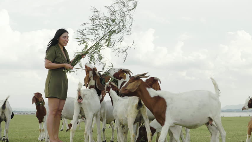 woman feeding a tree branch to the goat on grass field near the river