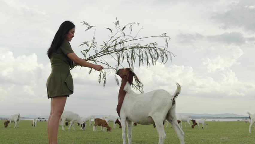 woman feeding a tree branch to the goat on grass field near the river