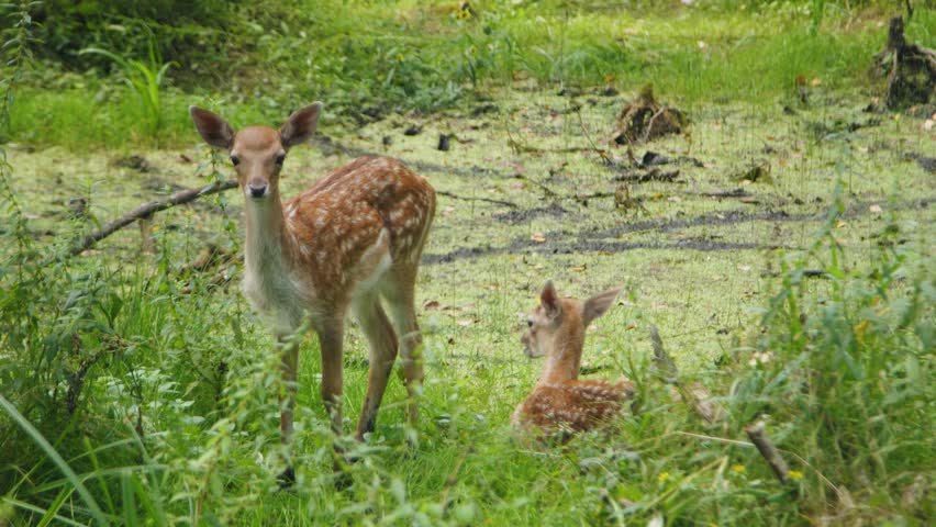 Two spotted fawns in lush green environment, one standing and exploring while the other rests, showcasing the gentle movement and interaction of wildlife in a serene natural habitat