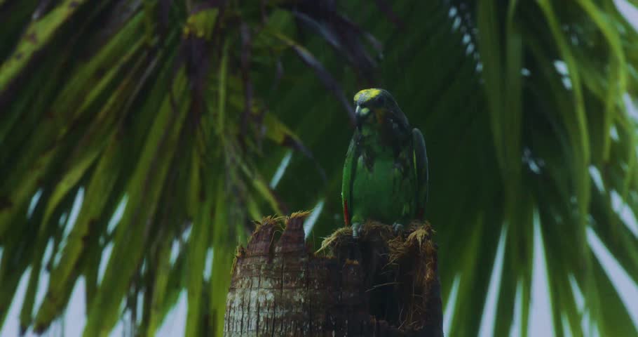 Bird, aves, feather, perch, wildlife, animal, nature, outdoors, wings, beak, songbird, small, avian, flight, perched, branch, tree, environment, fauna, exotic, wild, ecosystem, observation, species
