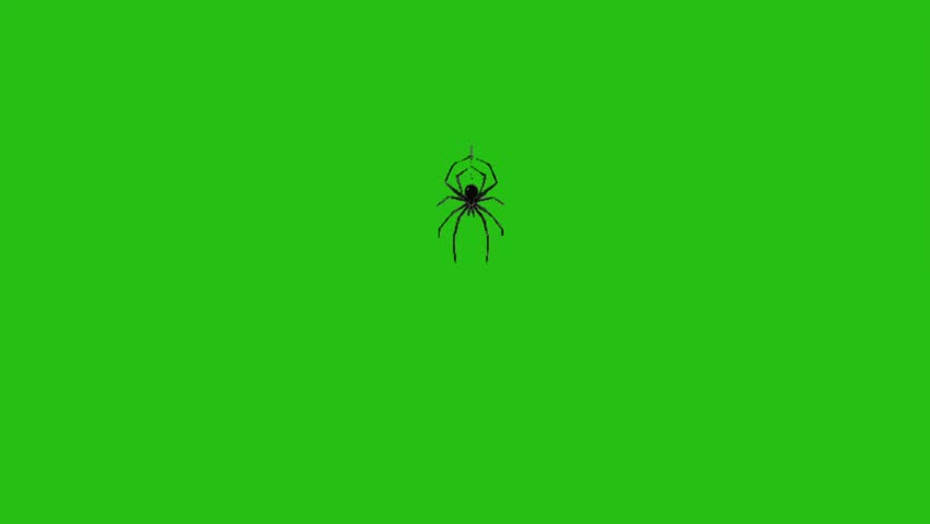 Spider vector animation on green screen, Silhouette Black Widow spider isolated. Single Spider Icon Logo. design element to Halloween Holidays, Cartoon spider tarantula insect, brown little arthropods