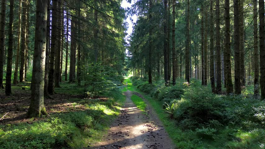 footpath in the dark forest