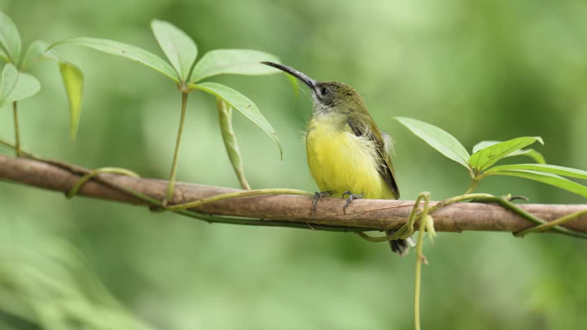 Long-billed Spiderhunter bird on a branch birdwatching in the forest.