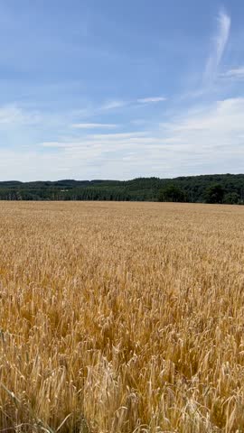 Smooth panoramic shot panning from left to right across golden wheat fields with the Benedictine Abbey of Clervaux in the Luxembourg Ardennes.
