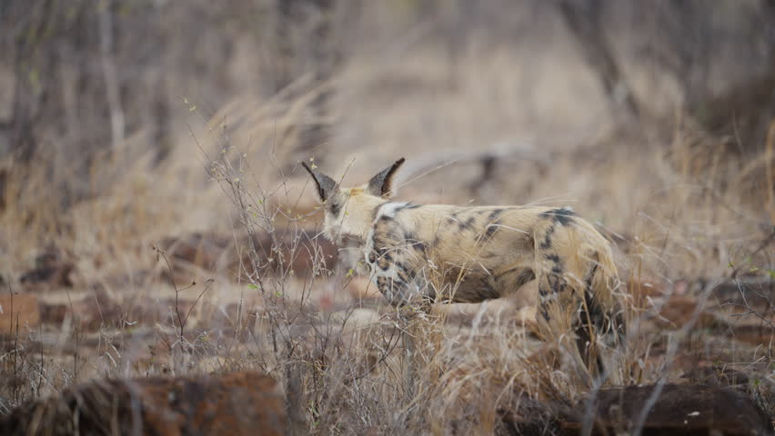 African wild dog walks through Gonarezhou National Park, Zimbabwe. Captured in slow motion part 1